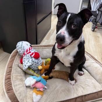 Furcules -  Terrier and Mixed Breed Dog for Adoption in Corpus Christi, Texas - Furcules | PetCurious