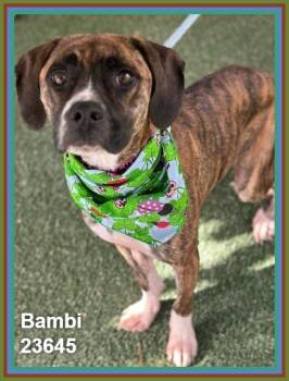 BAMBI -  Hound and Boxer Dog for Adoption in Marietta, Georgia - BAMBI | PetCurious
