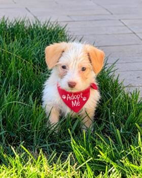 AJ -  Dachshund and Terrier Dog for Adoption in Los Angeles, California - AJ | PetCurious