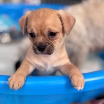 Shih Tzu Dogs Available for Adoption in Warren, Rhode Island - Como | PetCurious