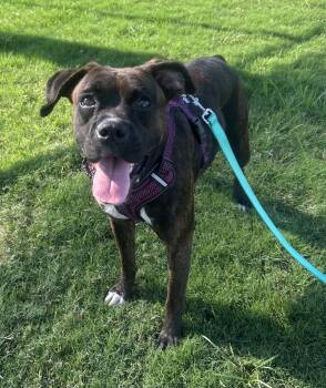 Abigail -  Boxer Dog for Adoption in Siloam Springs, Arkansas - Abigail | PetCurious