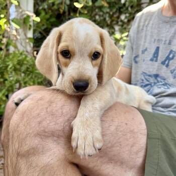 Kale - Costa Mesa Location *Available 8/15* -  Beagle and Basset Hound Dog for Adoption in Chino Hills, California - Kale - Costa Mesa Location *Available 8/15* | PetCurious