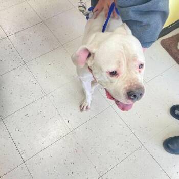 Mixed Breed Dogs Available for Adoption - Kano | PetCurious