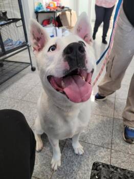 Mixed Breed and Husky Dogs Available for Adoption in Angola, Indiana - Ava | PetCurious