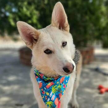 Husky and Shepherd Dogs Available for Adoption in Cupertino, California - SOL 9 Months 30 Pounds | PetCurious