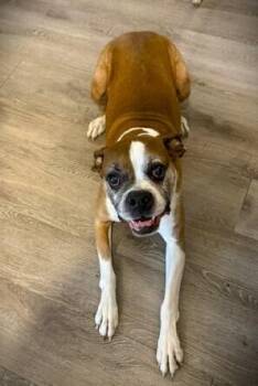 Moose V -  Boxer Dog for Adoption in Hewitt, Texas - Moose V | PetCurious
