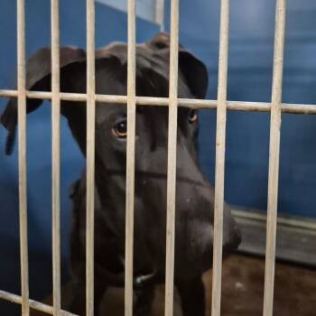 Great Dane Dogs Available for Adoption in Montgomery, Alabama - Tiny | PetCurious