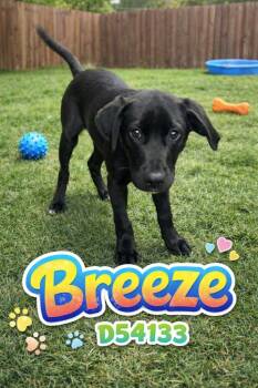Mixed Breed Dogs Available for Adoption in Clarksville, Tennessee - Breeze | PetCurious