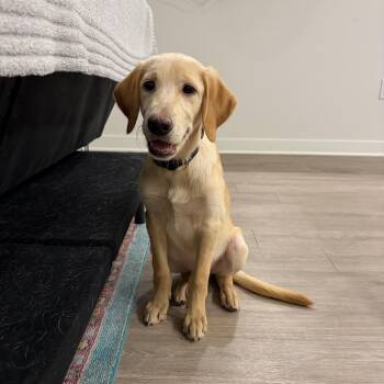 Dallas -  Golden Retriever Dog for Adoption in Mobile, Alabama - Dallas | PetCurious