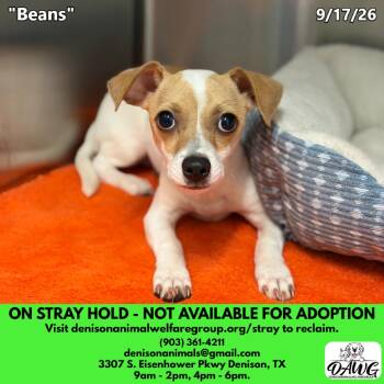 Beans -  Chihuahua and Mixed Breed Dog for Adoption in Denison, Texas - Beans | PetCurious