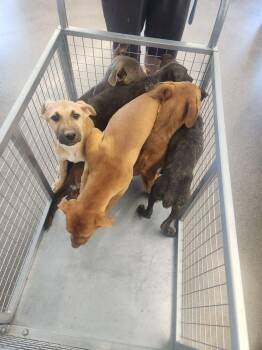 Labrador Retriever and Shepherd Dogs Available for Adoption in Kingman, Arizona - Thunderbolt | PetCurious
