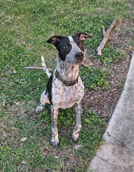 Rescue Australian Cattle Dog Blue Heeler Dogs for Adoption in Denver, Colorado - Cowboy (Courtesy) | PetCurious