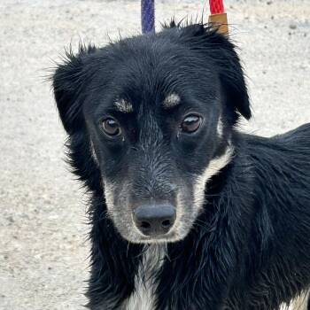 Mixed Breed Dogs Available for Adoption in Leander, Texas - Iris | PetCurious