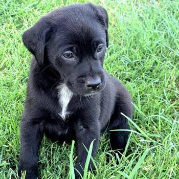 Shadow -  Black Labrador Retriever and Mixed Breed Dog for Adoption in Wadena, Minnesota - Shadow | PetCurious