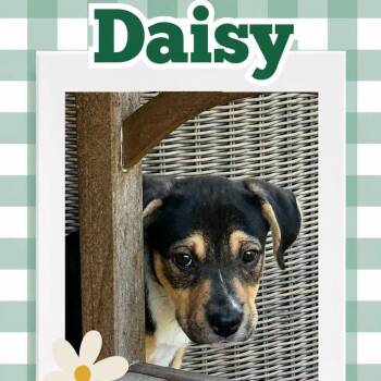 Daisy -  Terrier and Labrador Retriever Dog for Adoption in Orangevale, California - Daisy | PetCurious