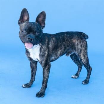 Boston Terrier and Mixed Breed Dogs Available for Adoption in Long Beach, California - Telly | PetCurious