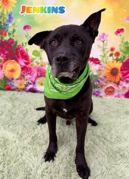 Mixed Breed Dogs Available for Adoption in Flint, Michigan - Jenkins | PetCurious