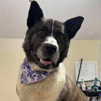 Rescue Mixed Breed Dogs for Adoption in King City, Ontario - Luna | PetCurious