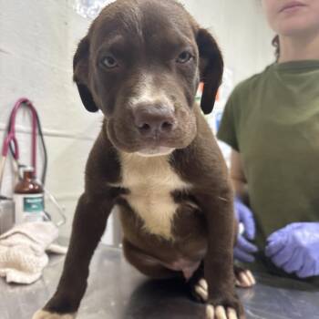 Brantley -  Labrador Retriever and Mixed Breed Dog for Adoption in Clanton, Alabama - Brantley | PetCurious