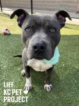 Pit Bull Terrier and Mixed Breed Dogs Available for Adoption in Kansas City, Missouri - Leif | PetCurious