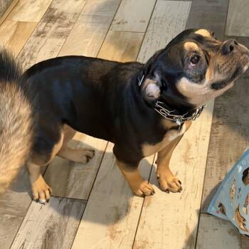 Nova Lynn (Benefactor Dog) -  American Bulldog Dog for Adoption in New Orleans, Louisiana - Nova Lynn (Benefactor Dog) | PetCurious