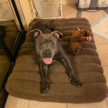 Baby -  Pit Bull Terrier Dog for Adoption in San Diego, California - Baby | PetCurious