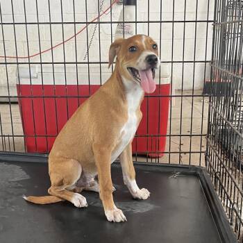 Grapes -  Shepherd Dog for Adoption in Edinburg, Texas - Grapes | PetCurious
