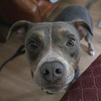 Zoe -  Pit Bull Terrier and Terrier Dog for Adoption in Melrose, Florida - Zoe | PetCurious