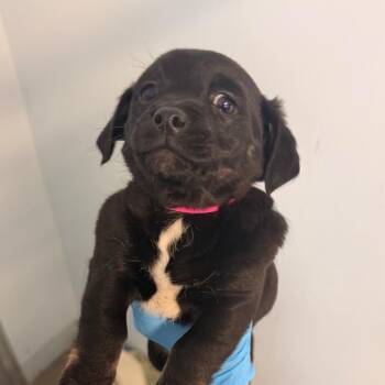 Hershey -  Australian Cattle Dog Blue Heeler and Mixed Breed Dog Available for Adoption in Goleta, California - Hershey | PetCurious