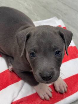 Rumi -  Pit Bull Terrier Dog for Adoption in Winder, Georgia - Rumi | PetCurious
