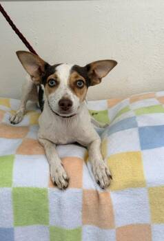 Lila -  Chihuahua Dog for Adoption in Snyder, Texas - Lila | PetCurious