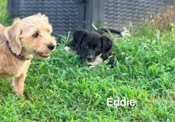 Eddie -  Retriever Dog for Adoption in Douglas, Massachusetts - Eddie | PetCurious
