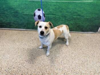 BAMBINO -  Parson Russell Terrier and Mixed Breed Dog for Adoption in Doral, Florida - BAMBINO | PetCurious