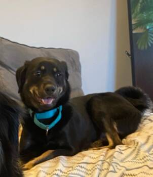 Rescue Collie Dogs for Adoption in Los Angeles, California - ROXY | PetCurious