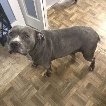 Pit Bull Terrier Dogs Available for Adoption - Shadow | PetCurious