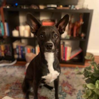Berm (FKA Orion) -  Mixed Breed and Dachshund Dog for Adoption in San Diego, California - Berm (FKA Orion) | PetCurious