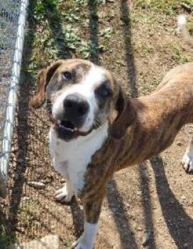 Rescue Mixed Breed Dogs for Adoption in Cincinnati, Ohio - Copper | PetCurious