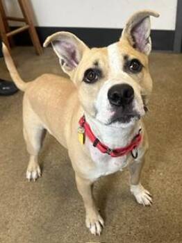 Kalabar -  Carolina Dog Dog for Adoption in Cleveland, Ohio - Kalabar | PetCurious
