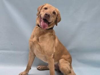 Walker -  Labrador Retriever and Mixed Breed Dog for Adoption in Minneapolis, Minnesota - Walker | PetCurious