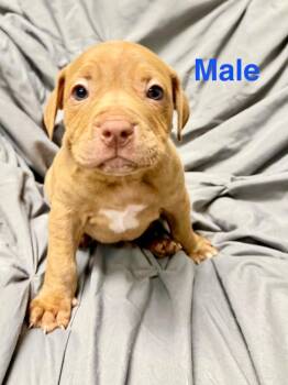 Genny pup4 -  Mastiff and Mixed Breed Dog for Adoption in Muskegon, Michigan - Genny Pup4 | PetCurious