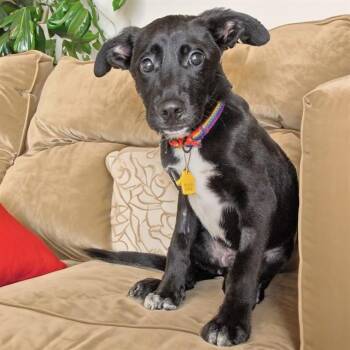 German Shepherd Dog and Mixed Breed Dogs Available for Adoption in St. Louis, Missouri - DAKOTA | PetCurious