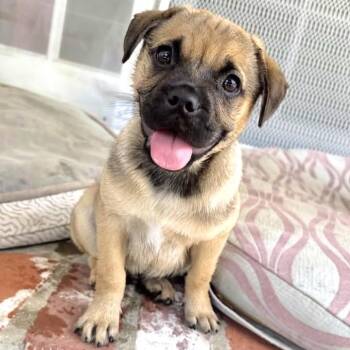 Belmont -  Pug and Border Terrier Dog for Adoption in Los Angeles, California - Belmont | PetCurious