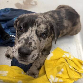 Arlo -  Mixed Breed Dog for Adoption in Uniontown, Pennsylvania - Arlo | PetCurious