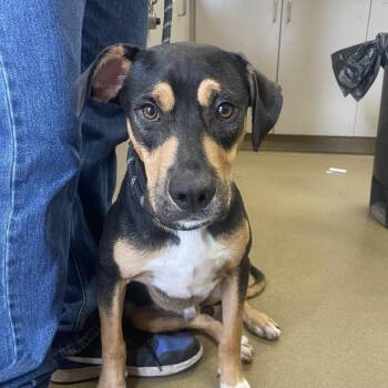 Nike -  Shepherd and Mixed Breed Dog for Adoption in Hagerstown, Maryland - Nike | PetCurious