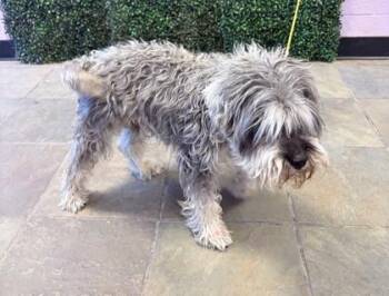 Mixed Breed Dogs Available for Adoption in El Paso, Texas - 60886377 | PetCurious