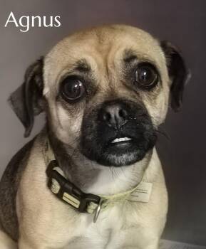 Agnus -  Pug and Chihuahua Dog for Adoption in Phelan, California - Agnus | PetCurious
