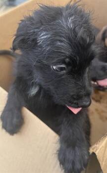 Shih Tzu Dogs Available for Adoption in San Antonio, Texas - BON | PetCurious