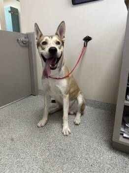 Siberian Husky and Labrador Retriever Dogs Available for Adoption in Pasadena, Texas - ANDY | PetCurious