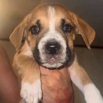 Tristan -  Boxer Dog for Adoption in West Islip, New York - Tristan | PetCurious