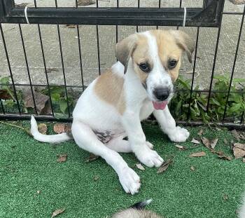 ROSIE -  Great Pyrenees and Mixed Breed Dog for Adoption in Cincinnati, Ohio - ROSIE | PetCurious